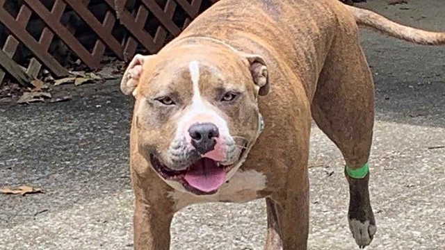 Arlo là tên gọi ở nhà của chú chó Pitbull được nuôi bởi chị Haley McCormack.