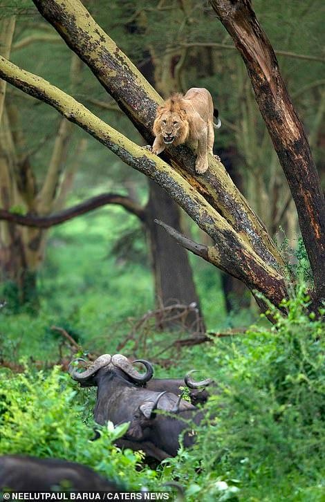 Tuy nhiên, sức nặng của cơ thể đã khiến nó không thể leo lên cao.