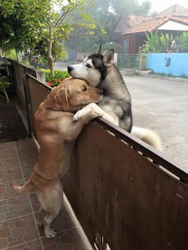 Tình bạn không khoảng cách giữa hai chú chó thân thiết.