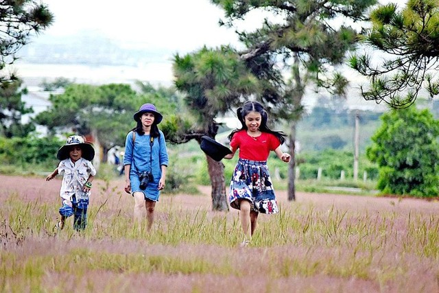Đồi thông tại Đắk Đoa thu hút du khách.