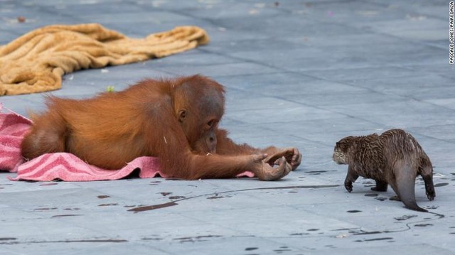 Chúng thường nghĩ ra những trò nghịch ngợm để đùa vui với nhau.
