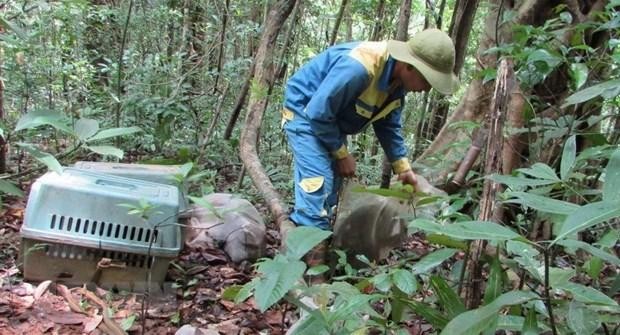 Trung tâm Cứu hộ, Bảo tồn và Phát triển sinh vật thuộc Vườn Quốc gia Bù Gia Mập thả các cá thể động vật quý hiếm về rừng tự nhiên. (Ảnh: TTXVN phát).