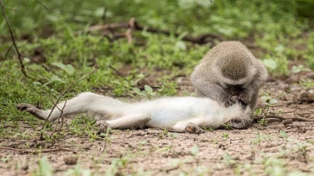 Thao tác chuẩn như một người đã được đào tạo cơ bản.
