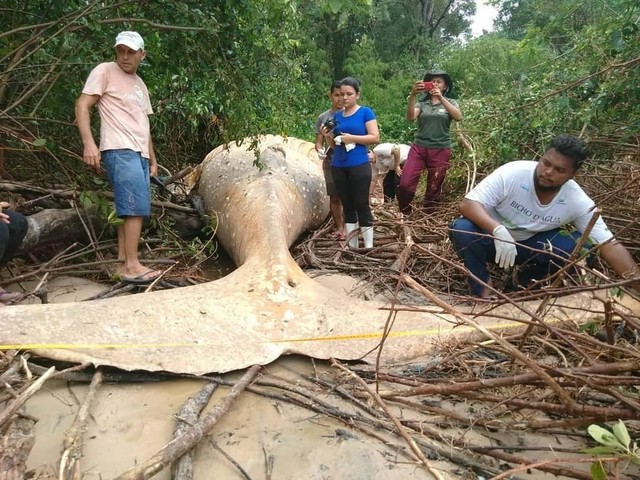 Con cá voi rất to lớn.