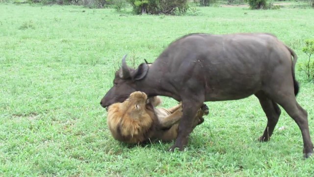 Cái giá phải trả cho sự chủ quan là sinh mạng của một thành viên trong đàn trâu rừng.