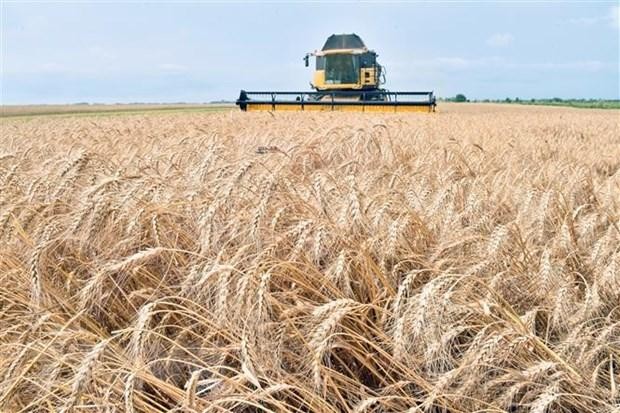 Máy gặt đập liên hợp hoạt động trên cánh đồng lúa mì ở Mala Dyvitsya, Ukraine. (Ảnh: AFP/TTXVN).