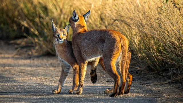 Hai mẹ con nhà mèo Caracal cùng nhau thong dong trên đường.