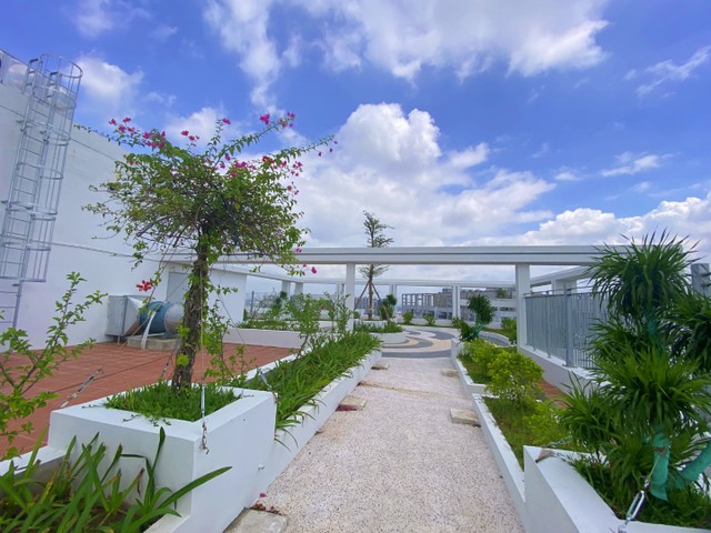 Cây xanh trên tầng mái dự án Feliz Homes đang mỗi ngày thêm tươi tốt.