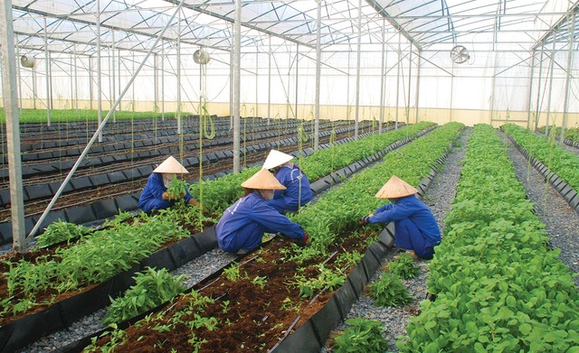 Link Vào Nhà Cái KL99 COM Tặng +199k “truyền lửa” cho nông nghiệp Việt Nam ảnh 2
