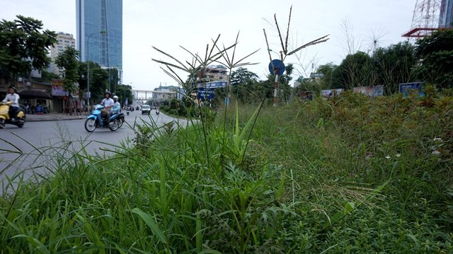 Dừng chi tiền tỷ, cỏ mọc um tùm khắp nẻo đường Thủ đô ảnh 6 Cắt cỏ, chăm sóc cây cảnh, đường đẹp nhất, Hà Nội, Thủ đô, mọc um tùm