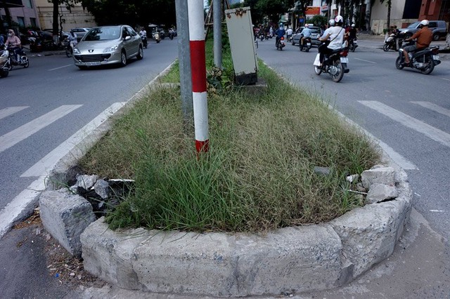Dừng chi tiền tỷ, cỏ mọc um tùm khắp nẻo đường Thủ đô ảnh 10 Cắt cỏ, chăm sóc cây cảnh, đường đẹp nhất, Hà Nội, Thủ đô, mọc um tùm