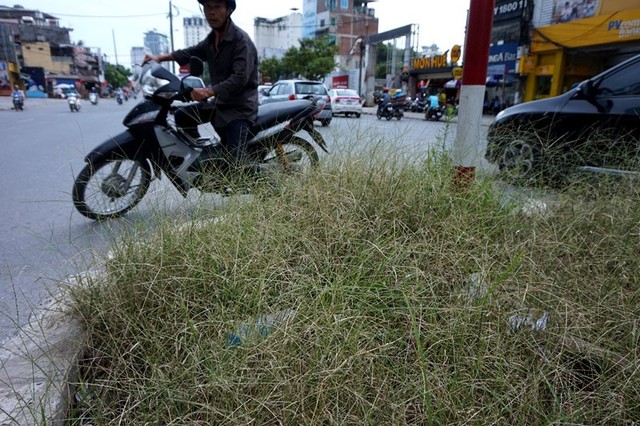 Dừng chi tiền tỷ, cỏ mọc um tùm khắp nẻo đường Thủ đô ảnh 11 Cắt cỏ, chăm sóc cây cảnh, đường đẹp nhất, Hà Nội, Thủ đô, mọc um tùm