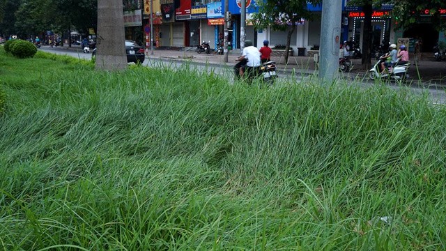 Dừng chi tiền tỷ, cỏ mọc um tùm khắp nẻo đường Thủ đô ảnh 13 Cắt cỏ, chăm sóc cây cảnh, đường đẹp nhất, Hà Nội, Thủ đô, mọc um tùm