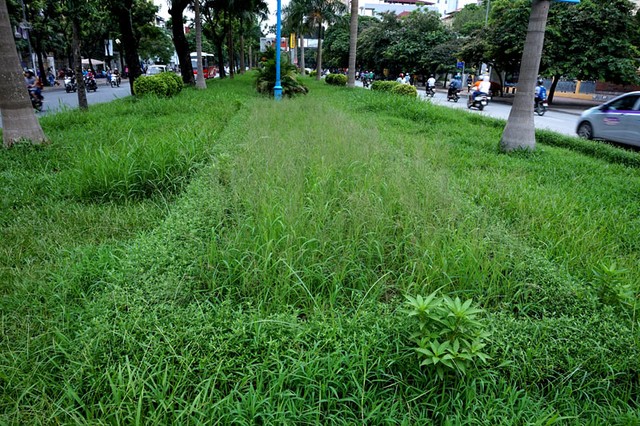 Dừng chi tiền tỷ, cỏ mọc um tùm khắp nẻo đường Thủ đô ảnh 14 Cắt cỏ, chăm sóc cây cảnh, đường đẹp nhất, Hà Nội, Thủ đô, mọc um tùm
