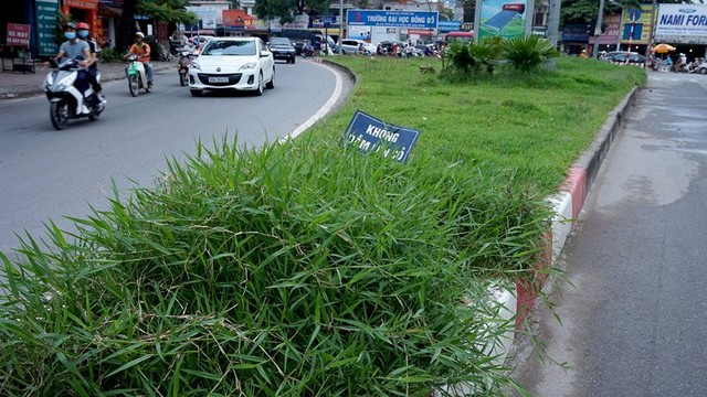 Dừng chi tiền tỷ, cỏ mọc um tùm khắp nẻo đường Thủ đô ảnh 15 Cắt cỏ, chăm sóc cây cảnh, đường đẹp nhất, Hà Nội, Thủ đô, mọc um tùm
