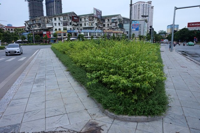 Dừng chi tiền tỷ, cỏ mọc um tùm khắp nẻo đường Thủ đô ảnh 16 Cắt cỏ, chăm sóc cây cảnh, đường đẹp nhất, Hà Nội, Thủ đô, mọc um tùm