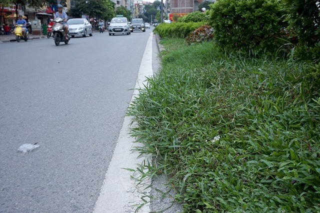 Dừng chi tiền tỷ, cỏ mọc um tùm khắp nẻo đường Thủ đô ảnh 18 Cắt cỏ, chăm sóc cây cảnh, đường đẹp nhất, Hà Nội, Thủ đô, mọc um tùm