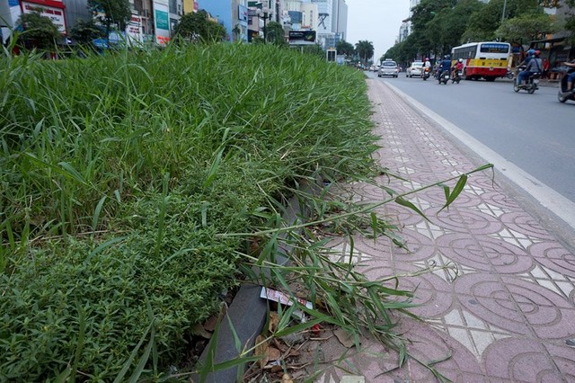 Dừng chi tiền tỷ, cỏ mọc um tùm khắp nẻo đường Thủ đô ảnh 7 Cắt cỏ, chăm sóc cây cảnh, đường đẹp nhất, Hà Nội, Thủ đô, mọc um tùm
