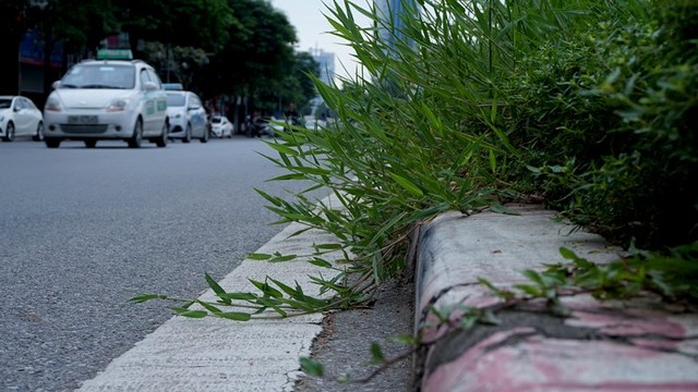 Dừng chi tiền tỷ, cỏ mọc um tùm khắp nẻo đường Thủ đô ảnh 8 Cắt cỏ, chăm sóc cây cảnh, đường đẹp nhất, Hà Nội, Thủ đô, mọc um tùm