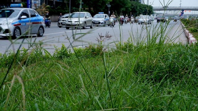 Dừng chi tiền tỷ, cỏ mọc um tùm khắp nẻo đường Thủ đô ảnh 9 Cắt cỏ, chăm sóc cây cảnh, đường đẹp nhất, Hà Nội, Thủ đô, mọc um tùm
