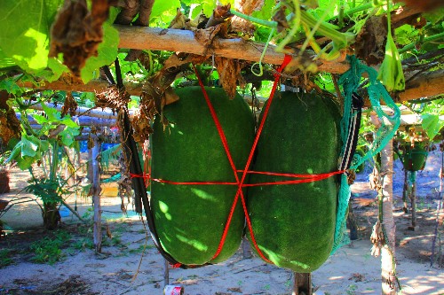 vung-dat-bi-dao-khong-lo-1