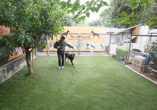  Trại chó doberman tiền tỷ của chàng trai 8x ảnh 1