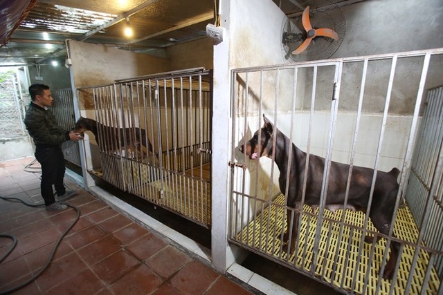  Trại chó doberman tiền tỷ của chàng trai 8x ảnh 2