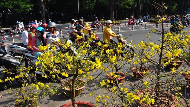 Đi tìm điểm ngắm hoa mùa xuân đẹp nhất Việt Nam - 2