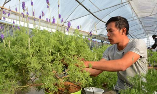 doc-dao-bonsai-lavender-choi-tet-1