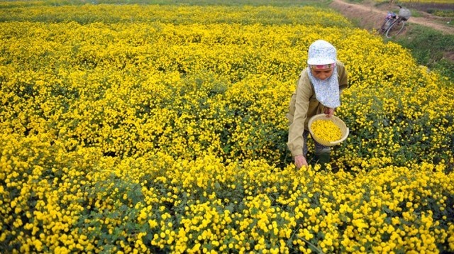 6 làng hoa Tết ba miền khoe sắc thu hút du khách ảnh 2