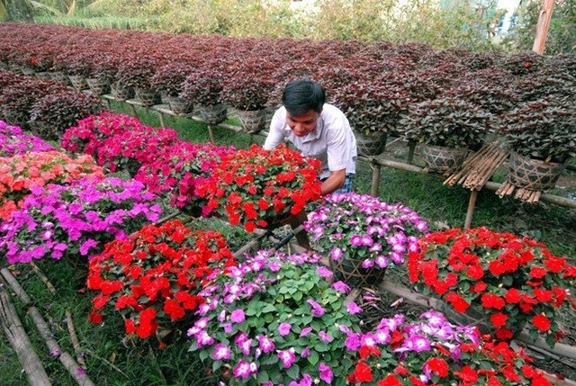 6 làng hoa Tết ba miền khoe sắc thu hút du khách ảnh 5