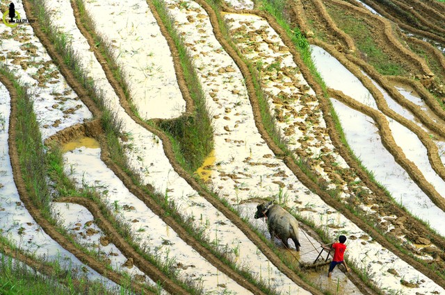 Chiều vàng trên mùa nước đổ Mang Mủ ảnh 8 Chiều vàng trên mùa nước đổ Mang Mủ ảnh 8