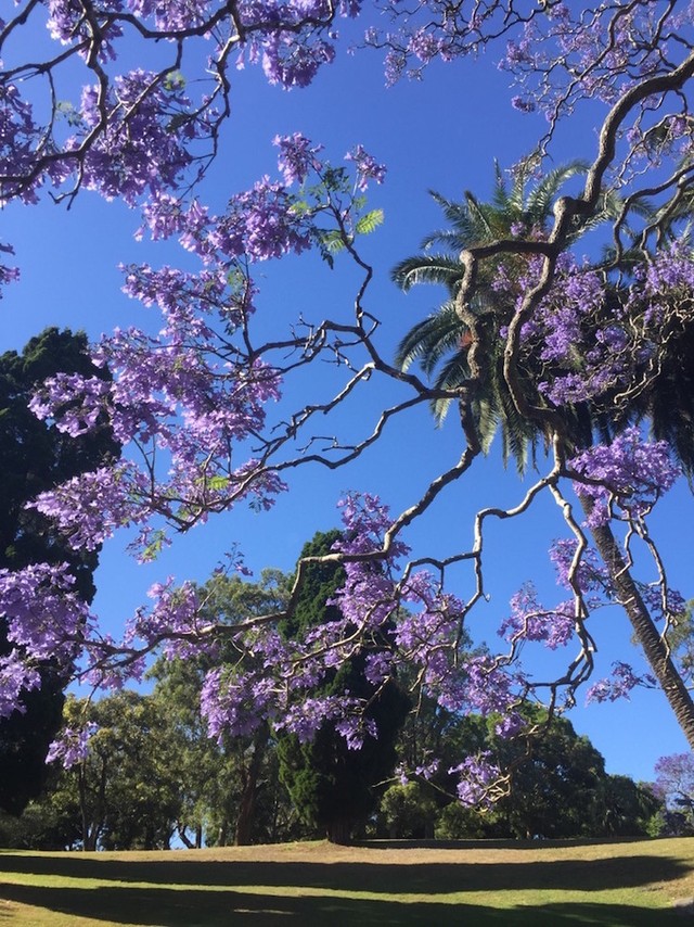 Mùa phượng tím rực rỡ ở Sydney ảnh 4