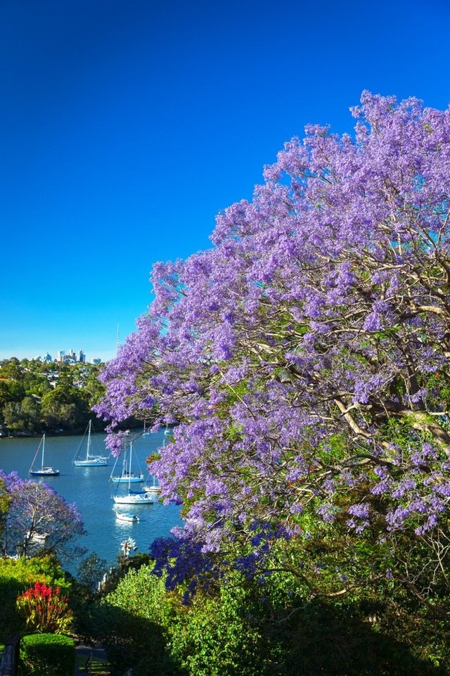 Mùa phượng tím rực rỡ ở Sydney ảnh 6