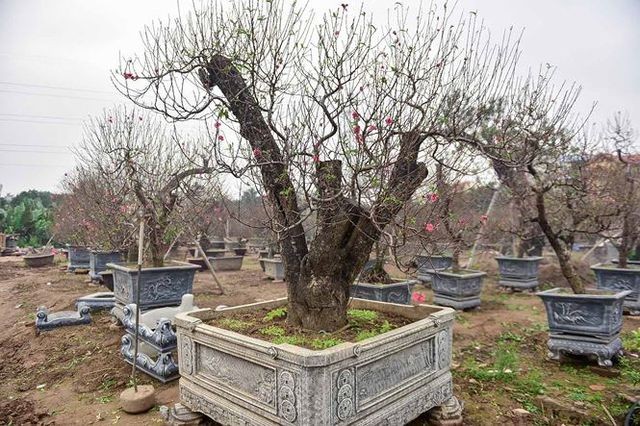 Đào cổ thụ Nhật Tân giá hàng trăm triệu của đại gia chơi Tết ảnh 1 Đào cổ thụ Nhật Tân giá hàng trăm triệu của đại gia chơi Tết ảnh 1