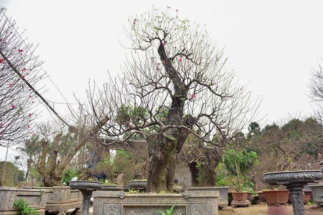 Đào cổ thụ Nhật Tân giá hàng trăm triệu của đại gia chơi Tết ảnh 2 Đào cổ thụ Nhật Tân giá hàng trăm triệu của đại gia chơi Tết ảnh 2