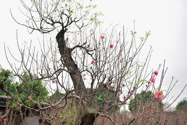 Đào cổ thụ Nhật Tân giá hàng trăm triệu của đại gia chơi Tết ảnh 3 Đào cổ thụ Nhật Tân giá hàng trăm triệu của đại gia chơi Tết ảnh 3