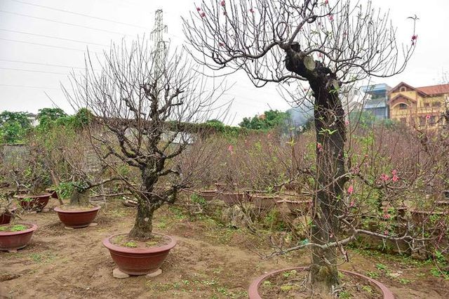 Đào cổ thụ Nhật Tân giá hàng trăm triệu của đại gia chơi Tết ảnh 4 Đào cổ thụ Nhật Tân giá hàng trăm triệu của đại gia chơi Tết ảnh 4