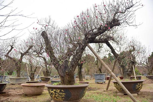 Đào cổ thụ Nhật Tân giá hàng trăm triệu của đại gia chơi Tết ảnh 5 Đào cổ thụ Nhật Tân giá hàng trăm triệu của đại gia chơi Tết ảnh 5