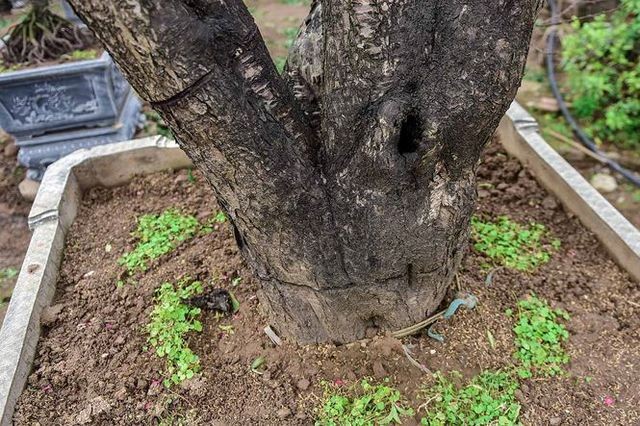 Đào cổ thụ Nhật Tân giá hàng trăm triệu của đại gia chơi Tết ảnh 6 Đào cổ thụ Nhật Tân giá hàng trăm triệu của đại gia chơi Tết ảnh 6