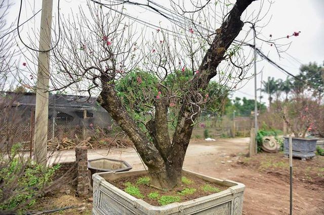 Đào cổ thụ Nhật Tân giá hàng trăm triệu của đại gia chơi Tết ảnh 7 Đào cổ thụ Nhật Tân giá hàng trăm triệu của đại gia chơi Tết ảnh 7
