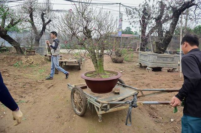 Đào cổ thụ Nhật Tân giá hàng trăm triệu của đại gia chơi Tết ảnh 8 Đào cổ thụ Nhật Tân giá hàng trăm triệu của đại gia chơi Tết ảnh 8