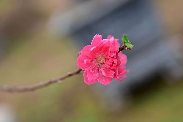 Đào cổ thụ Nhật Tân giá hàng trăm triệu của đại gia chơi Tết ảnh 9 Đào cổ thụ Nhật Tân giá hàng trăm triệu của đại gia chơi Tết ảnh 9