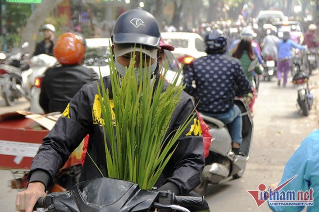 Dân phố trồng ngô, lúa giữa nhà làm cây cảnh chơi Tết ảnh 11