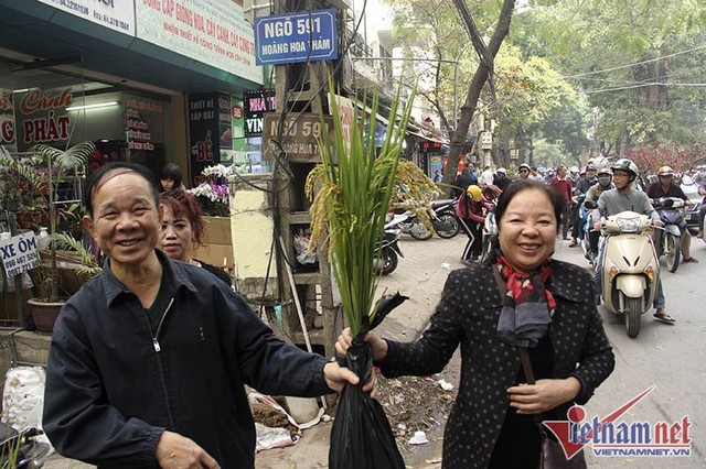 Dân phố trồng ngô, lúa giữa nhà làm cây cảnh chơi Tết ảnh 12
