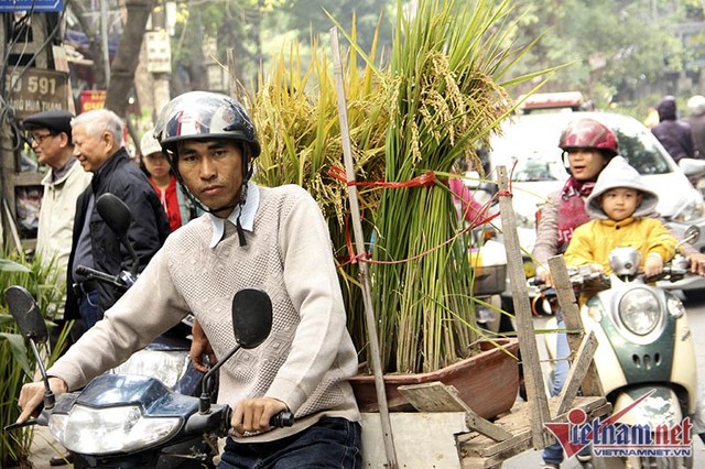 Dân phố trồng ngô, lúa giữa nhà làm cây cảnh chơi Tết ảnh 9