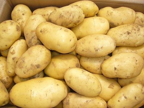 Thứ trưởng Hà Lan bất ngờ vì khát vọng công nghệ cao của nông nghiệp Việt  ảnh 1