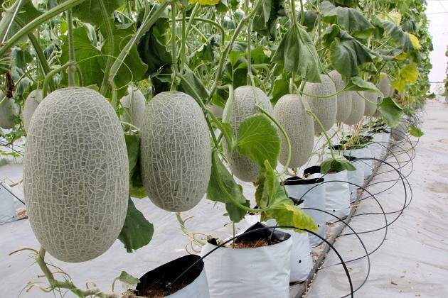 Vì sao Kl993 nền tảng giải trí 135.000 tỷ đăng ký rót vào nông nghiệp công nghệ cao chưa chảy? ảnh 1