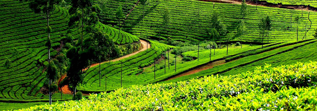 Kl99ok phiên bản mới vào nông nghiệp, GTN gặp nhiều thách thức ảnh 2