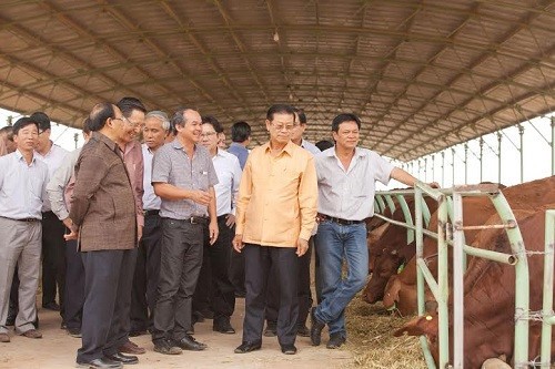 Đàn bò bầu Đức từng tuyên bố nuôi đến hàng trăm nghìn con giờ ra sao? ảnh 1